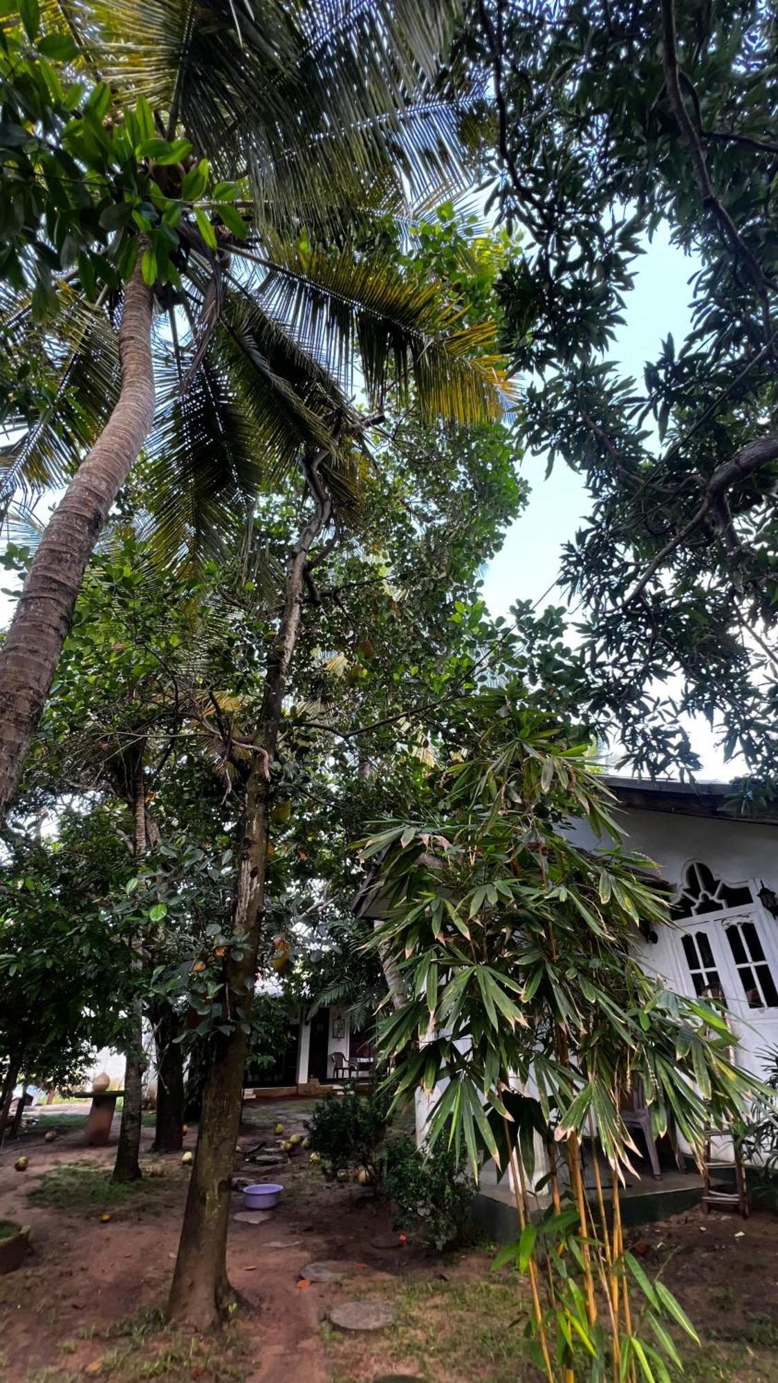 Sylvester Villa Hostel Negombo Kültér fotó